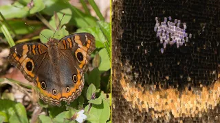 The Science of Color: How Butterflies Paint their Wings | Biology Creating Color via Nanoengineering