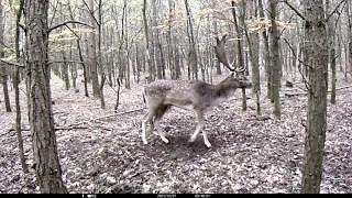 Groaning or growling? Amazing footage of fallow deer in rut
