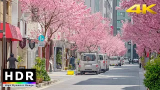 【4K HDR】Tokyo Cherry Blossoms - Nihonbashi Kawazu Sakura