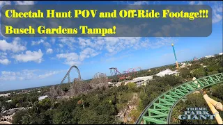 Cheetah Hunt POV and Off-Ride Footage!!! Busch Gardens Tampa!