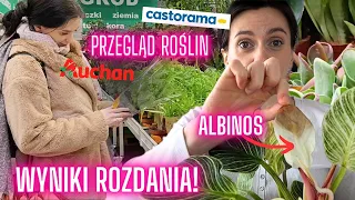 WYNIKI ROZDANIA 🍇 Przegląd roślin Auchan i Castorama🪴Roślinny VLOG 🌱Roślinki Gosi 🌱 Gosia i Miłosz