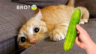 Funniest Animals 2024 🤣😅 New Funny Cats and Dogs Videos 😸🐶 Part 5