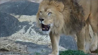 ライオンの鳴き声 part3 / 東山動物園 【オス、メス、子供ライオンの鳴き声】