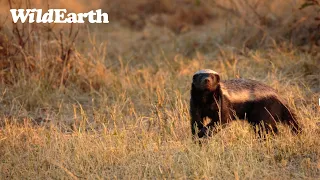 SafariLIVE Sunset Safari - 03 May 2024