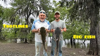 Arkansas trotlines: catching flatheads and blue cats