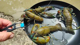 Wild Yabby Catch And Cook