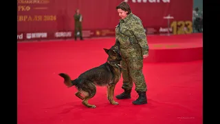 Служебная собака Малинуа