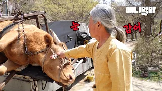 12년 지기 '소'울 메이트를 요상한 기구에 태웠던 남자.. 그 후ㅣThe Happiest Cow In The World