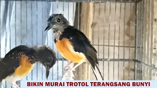 Murai trotol belajar bunyi ngriwik ‼️ Suara MASTERAN ampuh buat pancingan MB pastol agar cepat GACOR