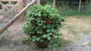 Growing Strawberries in a Strawberry Pot