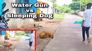 Water Gun Prank on Dog || Chitti Prank Video