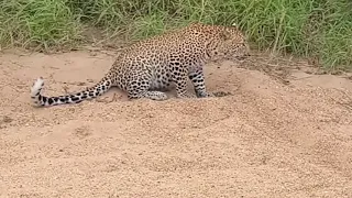 Baby bird walks up to  leopard - crazy ending