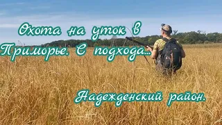 Охота на уток в Приморье. С подхода. Надежденский район.