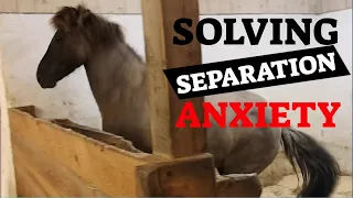 Solving separation anxiety in 3 sessions - How to help an anxious horse relax