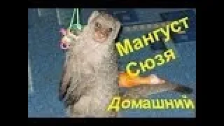 Мангуст - домашний питомец