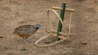 Create Amazing Easy Bird Trap for Catching the Quail Bird in the Forest Working Very Well 100%