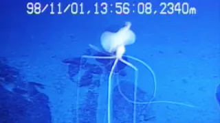 Magnapinna Squid Footage Compilation