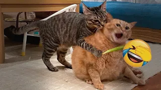 😂🐱 Funny Dog And Cat Videos ❤️😅 New Funny Animals 2023 # 16