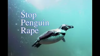 Stop Penguin Rape