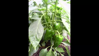 ПЕРЕЦ  (CAPSICUM)  сем. Пасленовые