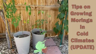 Tips on Growing Moringa in Cold Climates (UPDATE)