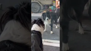 Border Collie Shocked to See Herself in Mirror For The First Time