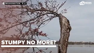 Stumpy says goodbye: NPS to chop down hundreds of beloved Tidal Basin Cherry Blossom Trees