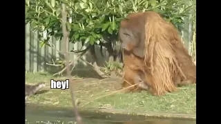 Orangutan vs Otter