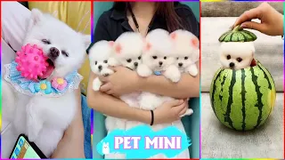 Funny and Cute Dog Pomeranian 😍🐶| Funny Puppy Videos #298