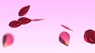 Rose Petals Falling Animation HD