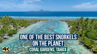 THE BEST SNORKELING ON THE PLANET 🌎 ... The Beautiful Coral Gardens, Taha'a ( at Le Tahaa Resort)