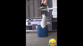 Funniest Cats 😹 Silliest Creature on Earth 😂 Funny Cats Videos