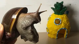 A hungry snail eating watermelon timelaps #bigsnail