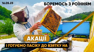 Боремось з роїнням ефективно! Підготовка до Акації.