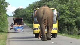 The motorcyclist did not panic and escaped from the wild elephant that rushed in front of him.