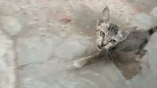 Anak Kucing