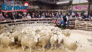 Sheep Farmers Gather At Lairg Auction For The Sale Of NCC Hill Ewe & Wedder Lambs