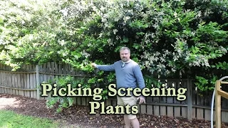 How To Use A Mix Of Screening Plants To Make Your Neighbor Go Away (Privacy Screen)