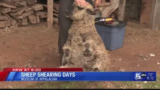 Sheep Shearing Days