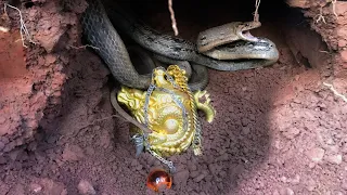 We Found Great Treasure In A Cave It Was An Ancient Golden Vase And A Fierce Dragon Snake