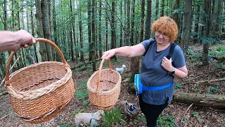 Нова ХВИЛЯ БІЛИХ ГРИБІВ!..Пішли рідні, ПОЧИНАЄТЬСЯ ГРИБНИЙ БУМ! День БІЛОГО, нові КОШИКИ!