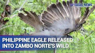 Philippine Eagle released back into Zamboanga del Norte's wild