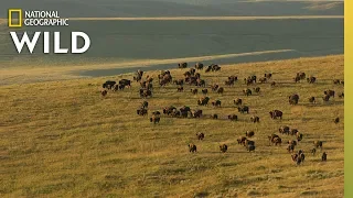 Yellowstone’s Iconic Animals | Nat Geo WILD