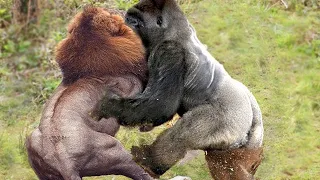 Craziest Gorilla Attacks and Fights Caught on Camera