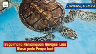 Bagaimana Kemampuan Navigasi Luar Biasa pada Penyu Laut #turles #pengetahuan #hewan #alam