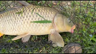 Monster Carp Caught on Pack Bait!