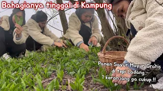 PANEN SAYUR MAYUR GRATIS DI LADANG‼️BANYAK & SUBUR WILD GARLIC + KUCAI TAPI KERANJANG SUDAH PENUH‼️