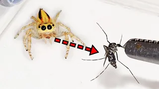 I gave a bloodsucking mosquito to a jumping spider.