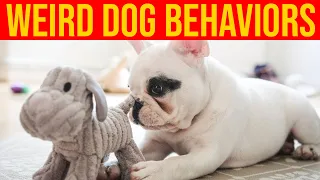 10 Weird Dog Behaviors And What They Actually Mean