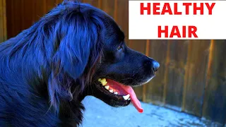 How to maintain and keep your dog's coat healthy and  shining